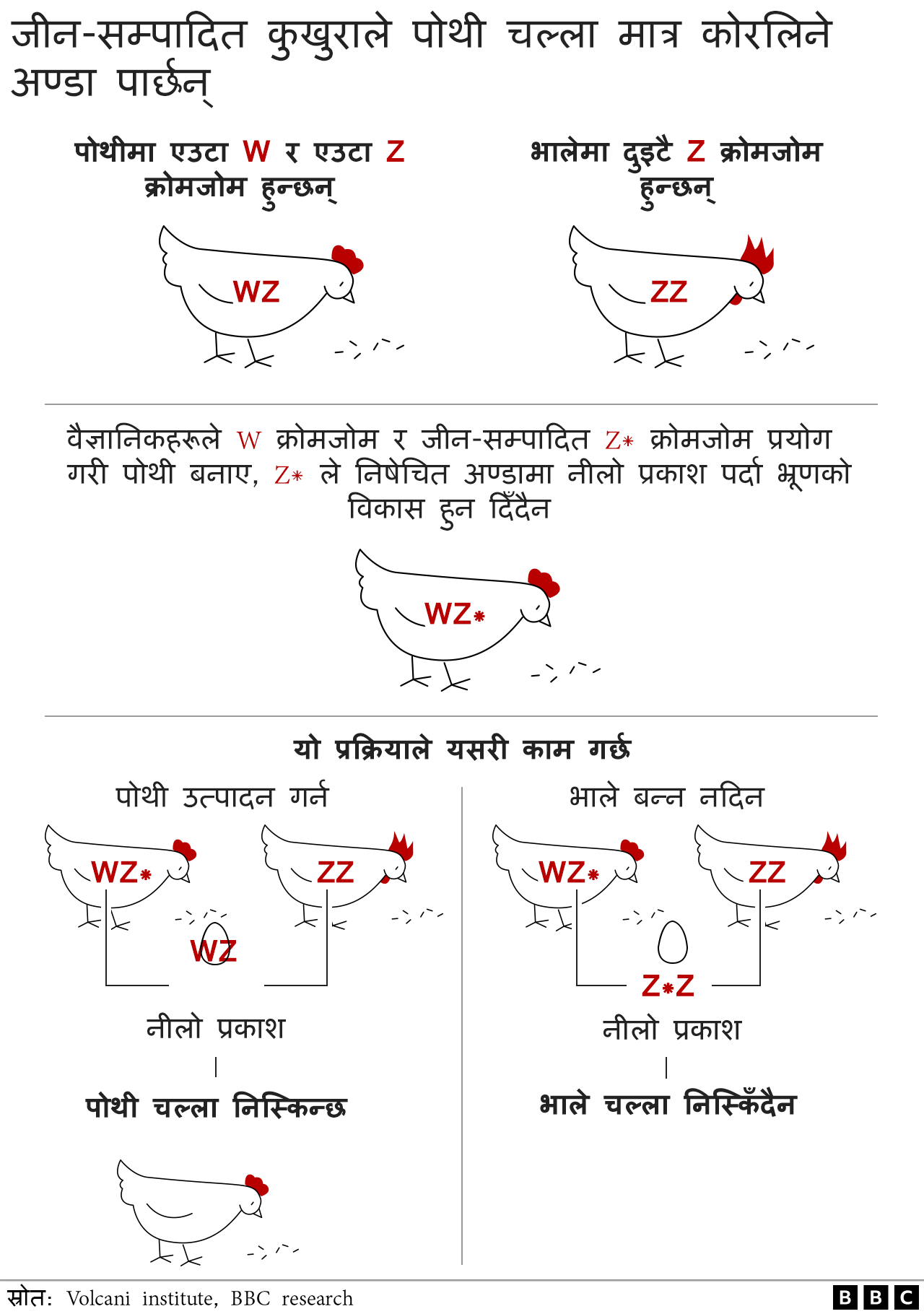 कुखुरामा जीन सम्पादन गरेर पोथी चल्ला मात्र कोरलिने अण्डा पार्ने प्रविधि