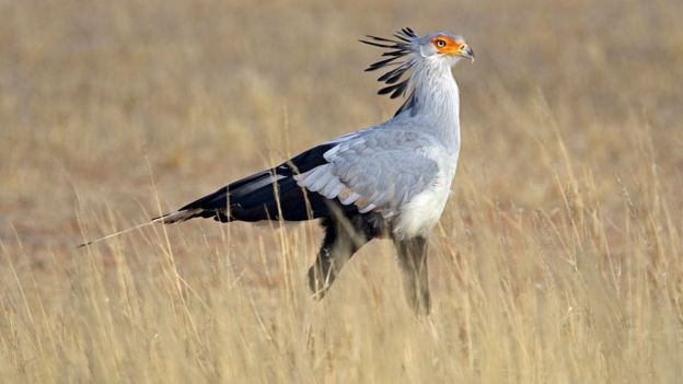 Serpentário desfila em meio ao capim alto do deserto de Kalahari, na África