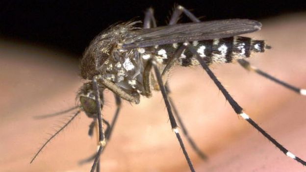 Mosquito