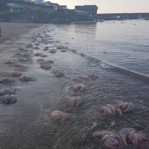 Jellyfish in New Quay, Ceredigion