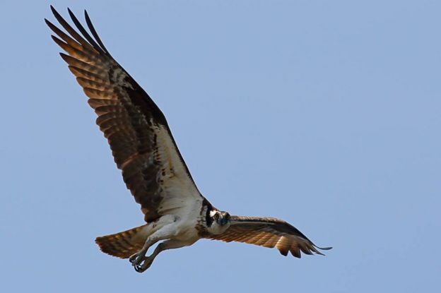 Birds' genetic secrets revealed in global DNA study - BBC News