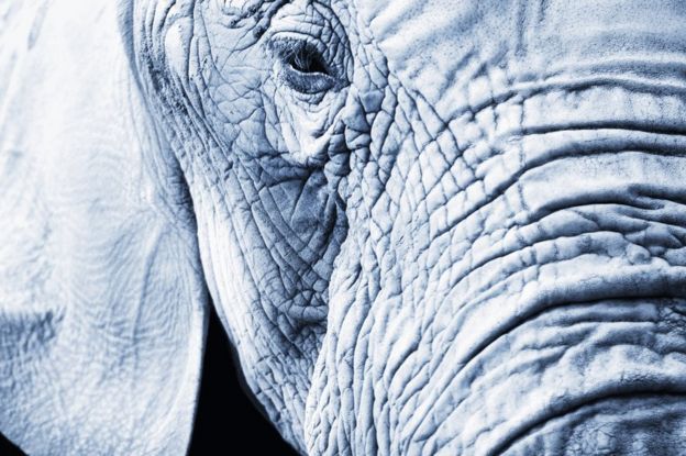 Los elefantes son capaces de tener sentimientos de venganza. Foto: GETTY IMAGES