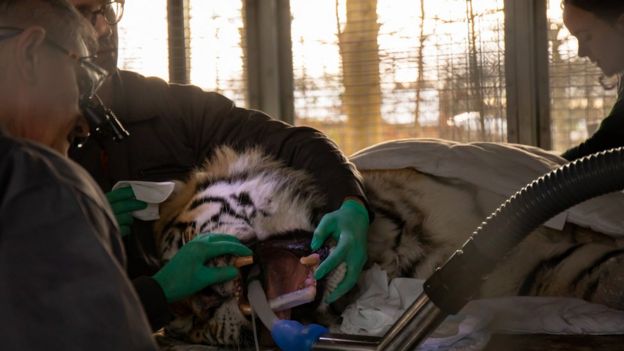 Vets look into the tiger's mouth