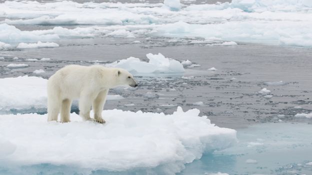 Climate change: Arctic glaciers 'shrinking by 300m each year' - BBC News