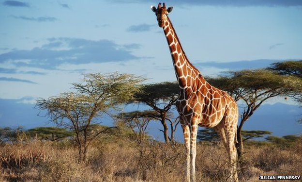 Reticulated giraffe (c) Julian Fennessy