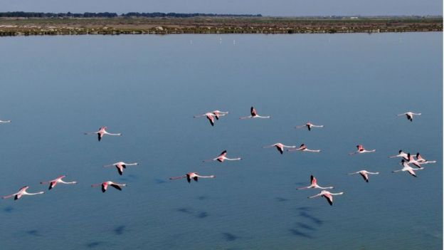 Narta Lagünü'nde uçan flamingolar
