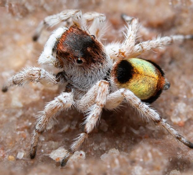 Maratus volpei