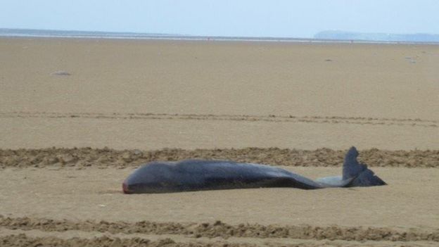 Sperm Whale Washes Up On Hell S Mouth Beach Gwynedd Bbc News