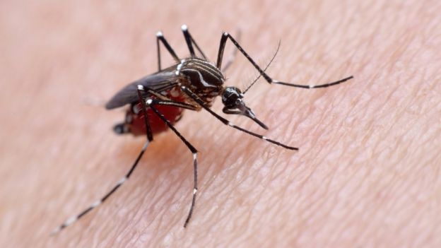 Mosquito Aedes aegypti picando humanos