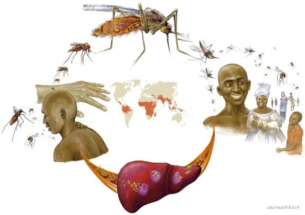 Ilustración de la malaria.