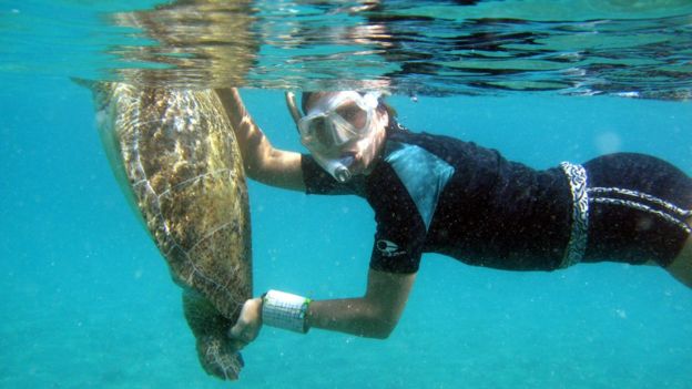 Pesquisadora Maira Carneiro Proietti com tartaruga na água