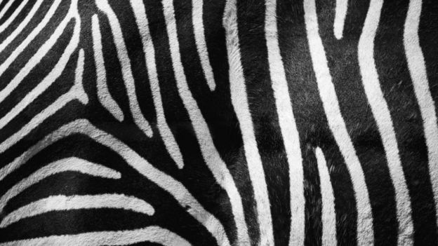 Zebra deseni