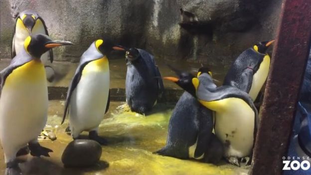 Pinguins no zoológico de Odense