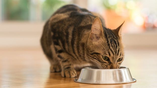 Gato comiendo