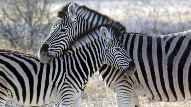 donkey zebra