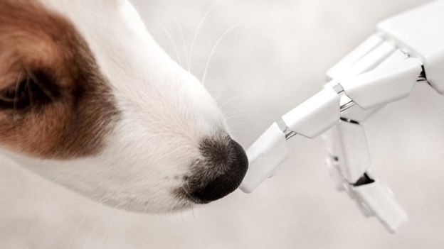 Cachorro cheira dedo de robô