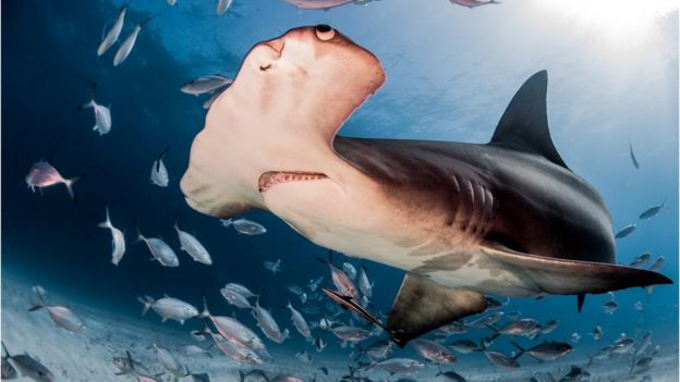 Why do hammerhead sharks hold their breath? - BBC Newsround