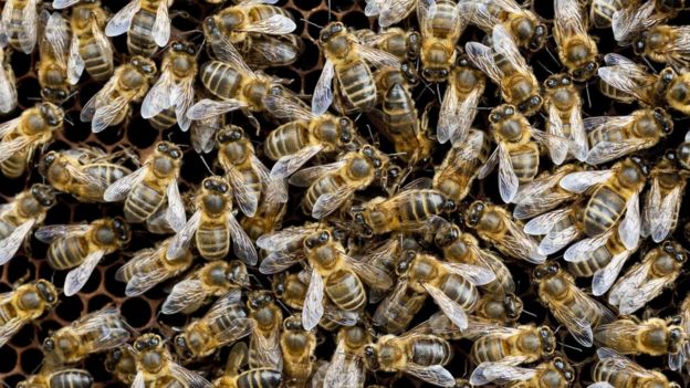 Large-scale study 'shows neonic pesticides harm bees' - BBC News