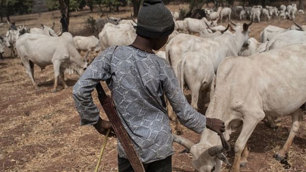 A Fulani herder tends to livestock