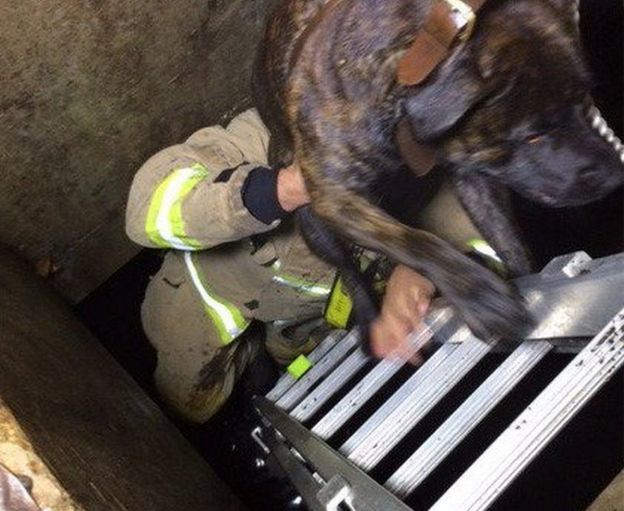 Dog rescued from storm drain in Welwyn Garden City BBC News
