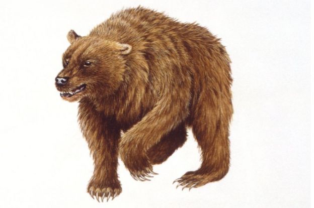Ilustração do artista do urso da caverna