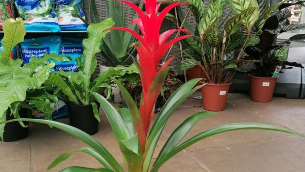 A plant with a vibrant red central stem