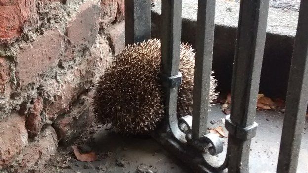 Hedgehog stuck in railings