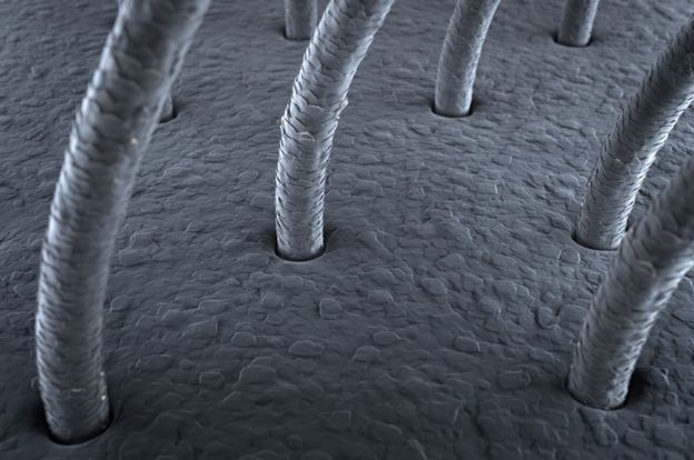Imagen microscópica del pelo