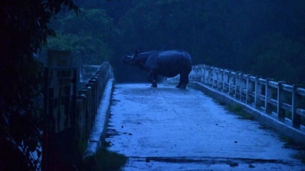 காஸிரங்கா தேசிய பூங்காவில் வெள்ளம்