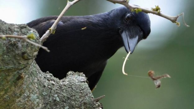Новокаледонские вороны делают себе крючки из веток конкретных растений