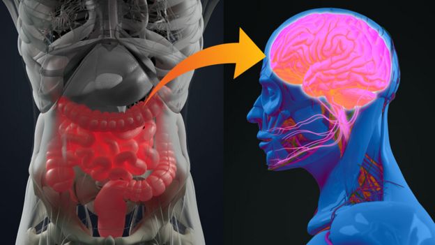La conexión neuronal entre el intestino y el cerebro
