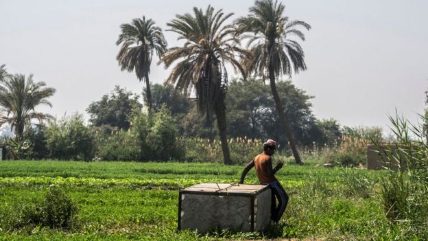 Un granjero egipcio usa un teléfono inteligente para mejorar su negocio.