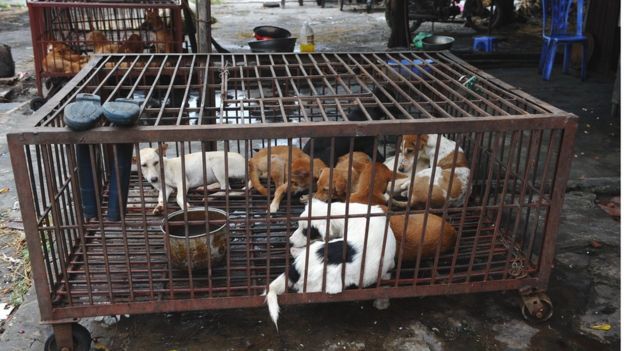 Những con chó cũng biết buồn và bỏ ăn khi biết chúng sắp bị giết thịt