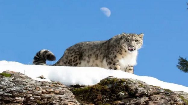 Pin Valley National Park, पिन वैली नेशनल पार्क