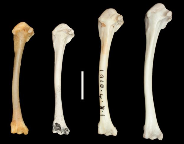 Huesos de diferentes especies de rálidos