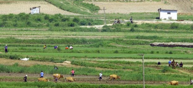 North Korean farmers work on a field near the border village of Panmunjom, north of Seoul, 02 June 2004.