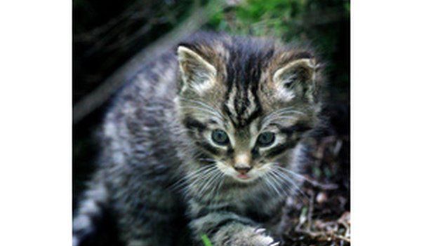 Cat-fiadhaich