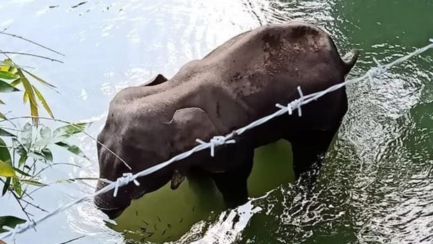 கேரளாவில் கர்ப்பிணி யானை பலி