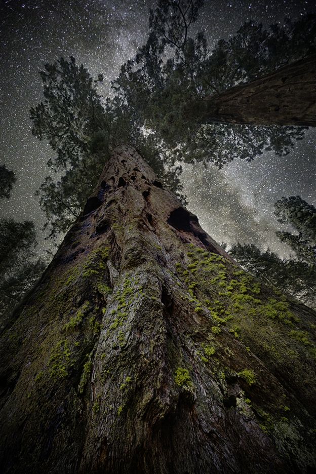 Árvore fotografada por Beth Moon