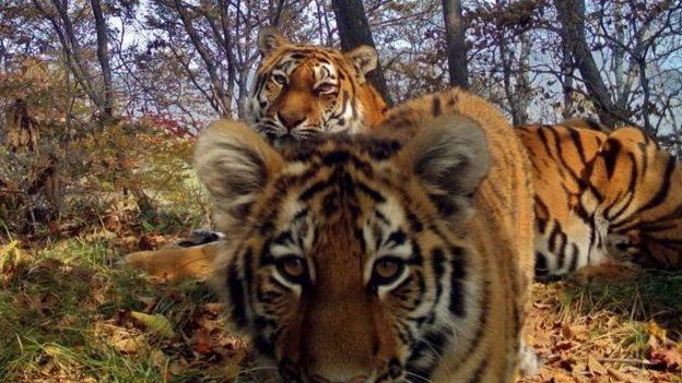 கேமராவில் பதிவான புலிக்குட்டிகளின் செல்ஃபீகள்