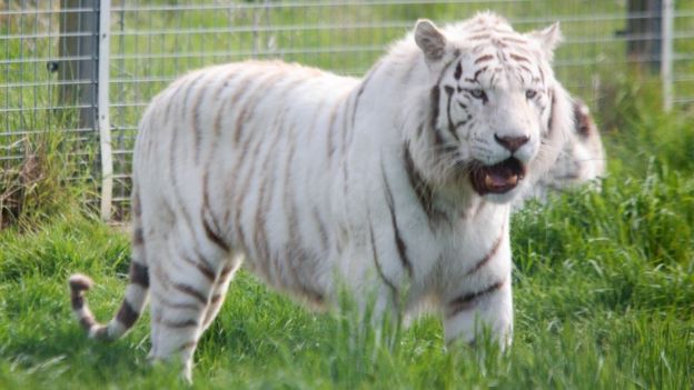 Tiger at Hamerton Zoo Park