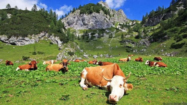 Cows graze in mountain pastures in the Julian Alps