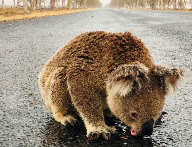 A koala licks rainwater off a road near Moree, New South Wales