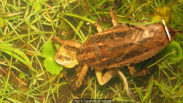 A giant water bug eats a frog (Credit: Caio A. Figueiredo de Andrade)