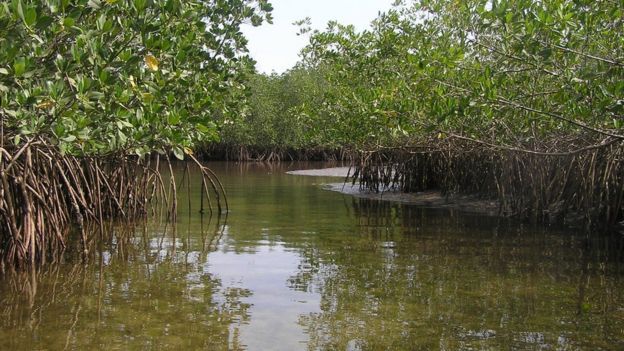 'Let mangroves recover' to protect coasts - BBC News