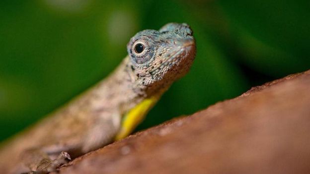 ஆசியக் காடுகளில் மரங்களில் வாழும் பறக்கும் டிராகன்கள் எனப்படும் டிராகோ பல்லிகள்