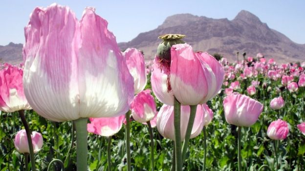 Campo com flores de papoula no Afeganistão