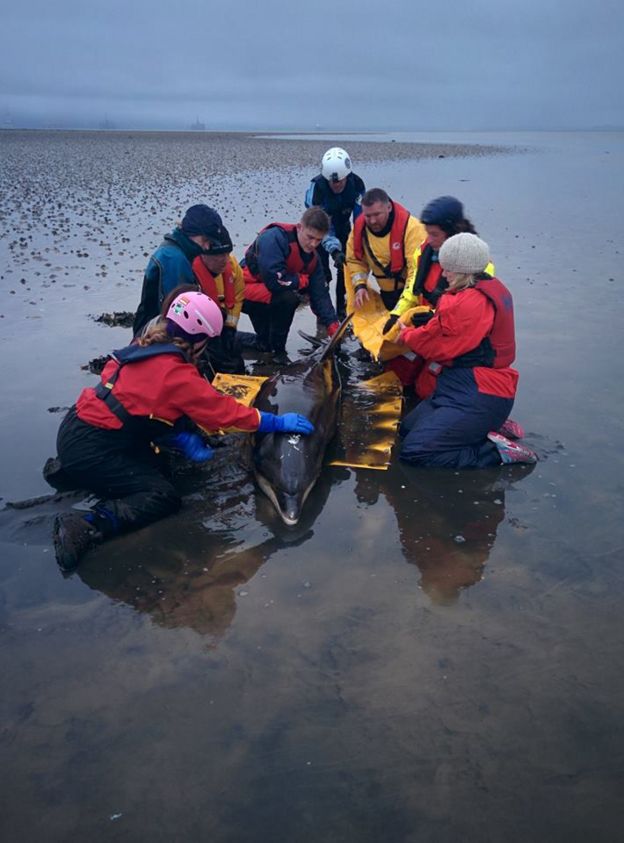 Un equipo de expertos y voluntarios logró rescatar al animal.