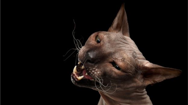 Gato