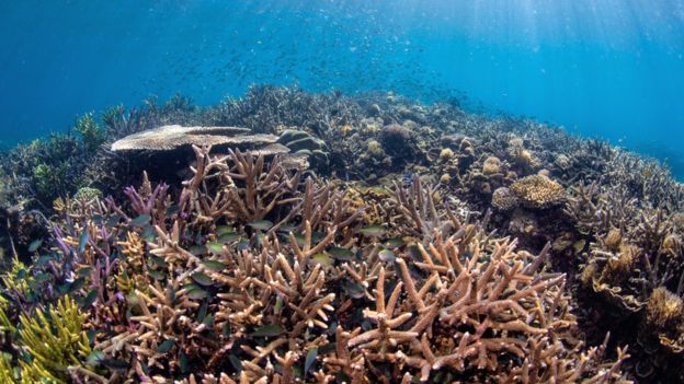 Fish ‘whoops and growls’ recorded on restored reef - BBC News